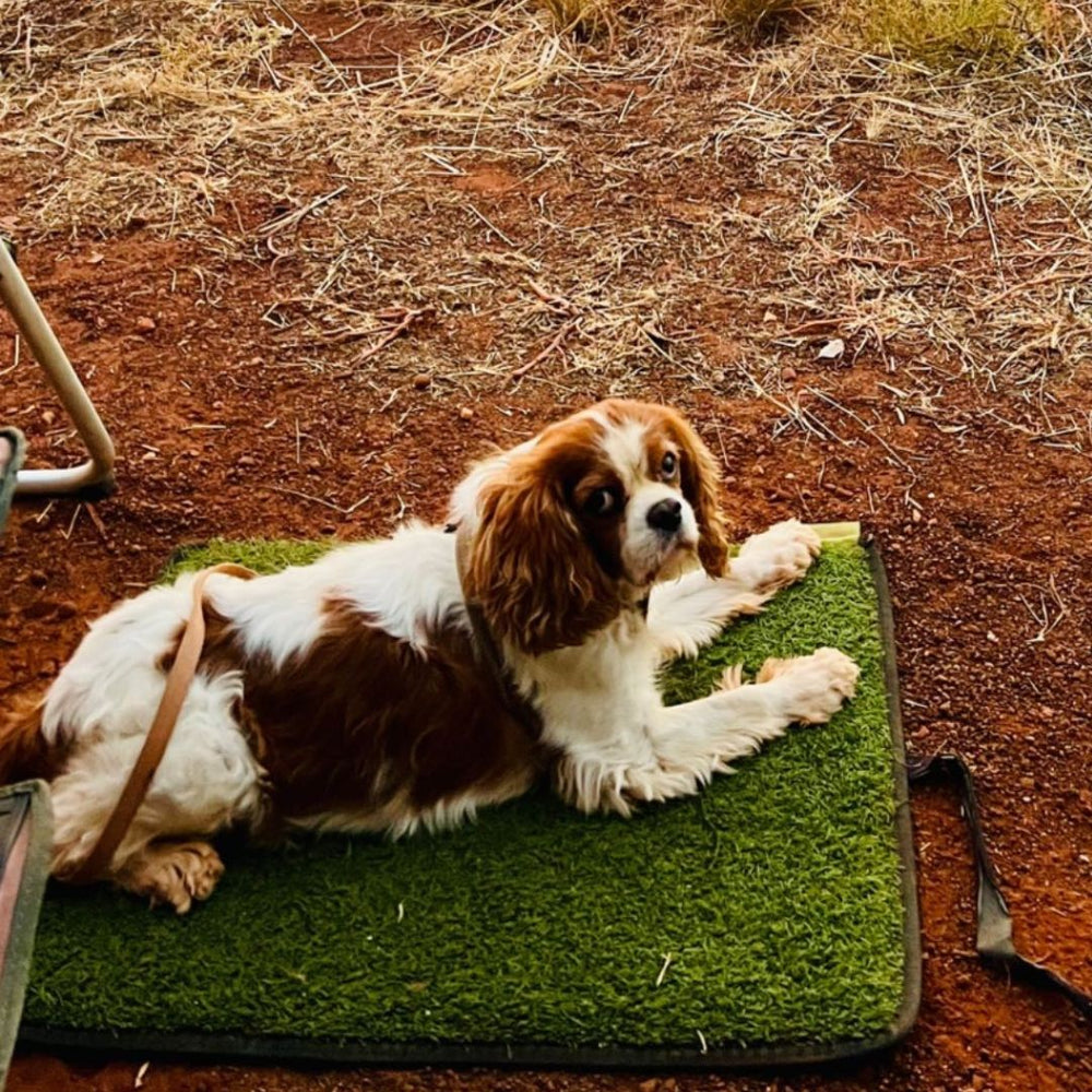 grass mat for dogs